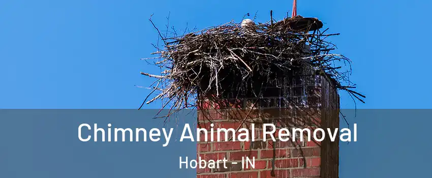  Chimney Animal Removal Hobart - IN
