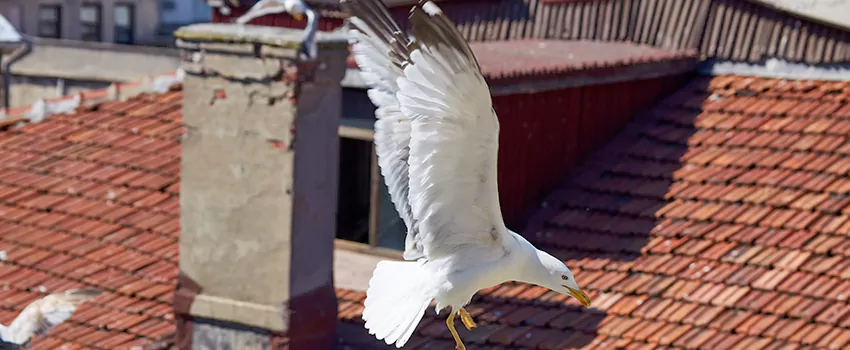 Residential Chimney Animal Removal Solution in Hobart, IN